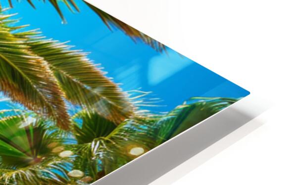 Tropical Canopy Radiance - Wall Art - Cosas y Punto